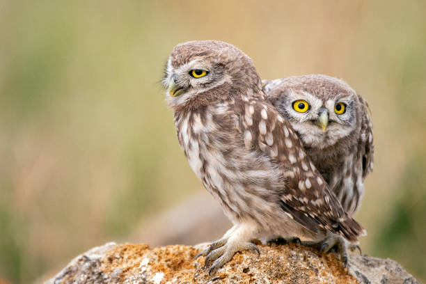 istock Two young little owl sitting on a stone 1027124856
