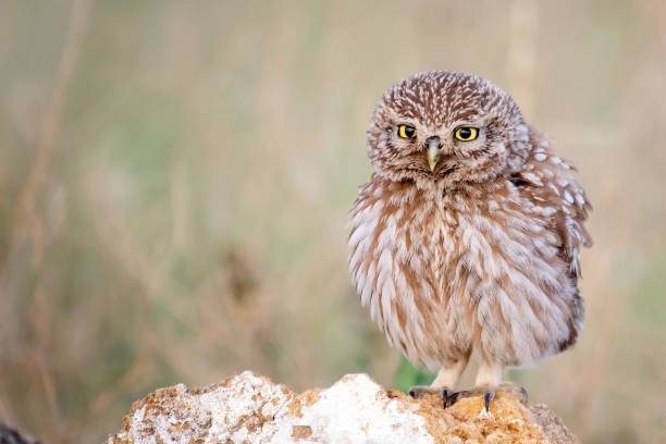 istock Young little owl sitting on a stone 1027124876