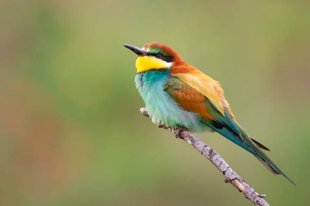 istock Colourful birds - European bee-eater (Merops apiaster) sitting on a stick. 1027125048