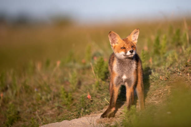 istock Little Red Fox near his hole in beautiful evening light 1027125136