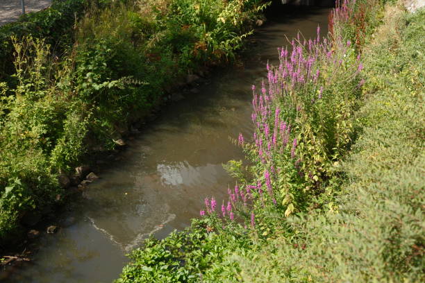 wierzba krwiowa (lythrum salicaria), - cloppenburg zdjęcia i obrazy z banku zdjęć