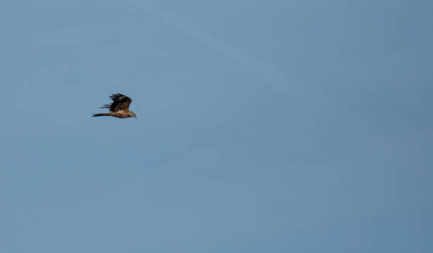 istock A Red kite flying through blue sky above Reading 1027125324
