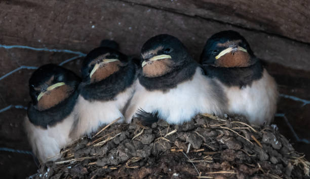 istock Four Barn Swallow chicks sat in their nest awaiting feeding 1027125494