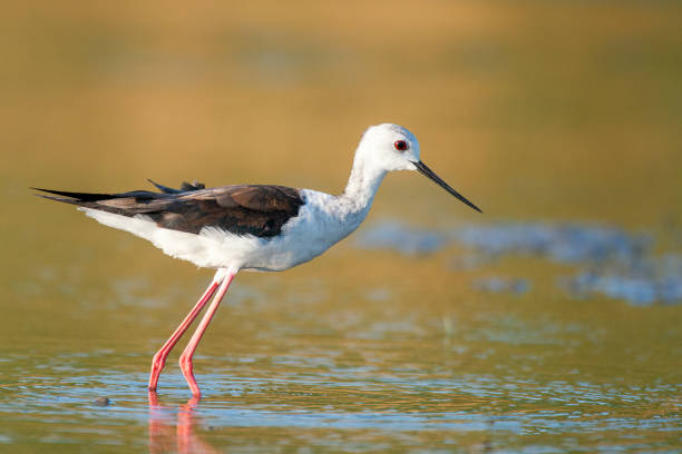 istock black winged stilt (Himantopus himantopus) in natural habitat 1027125558