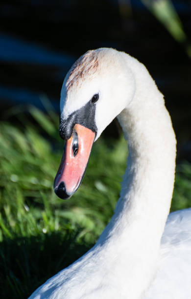 istock A portrait of a Mute Swan 1027125750