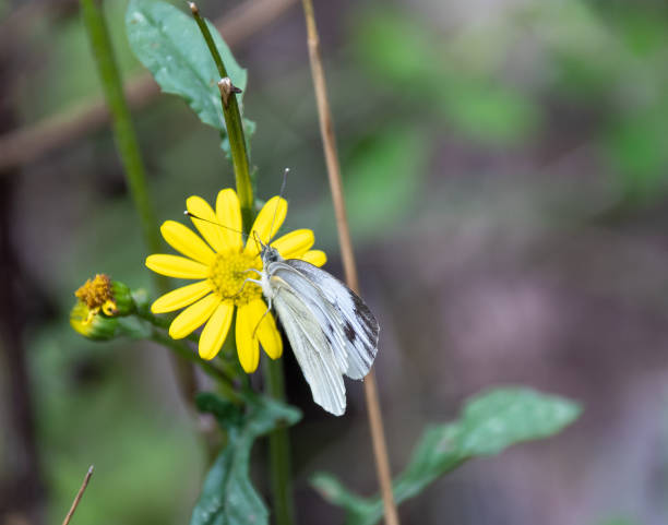 istock A Large White Butterfly sat on a commmon ragwort flower 1027125814
