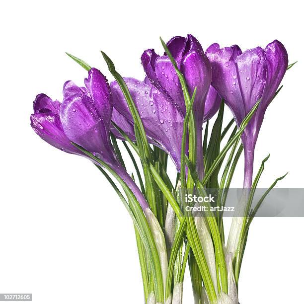 Azafrán Bouquet Foto de stock y más banco de imágenes de Agua - Agua, Amarillo - Color, Azafrán - Familia del Iris