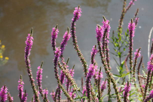 wierzba krwiowa (lythrum salicaria), - cloppenburg zdjęcia i obrazy z banku zdjęć