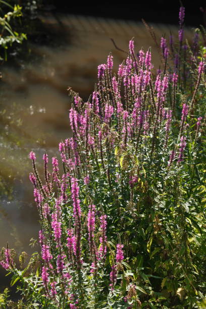 wierzba krwiowa (lythrum salicaria), - cloppenburg zdjęcia i obrazy z banku zdjęć