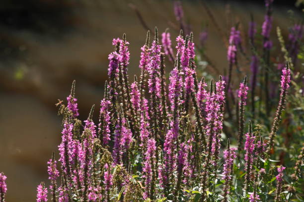 wierzba krwiowa (lythrum salicaria), - cloppenburg zdjęcia i obrazy z banku zdjęć