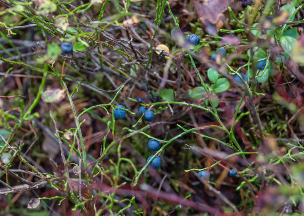 istock Wild Blueberries in a Latvian Forest 1027129094