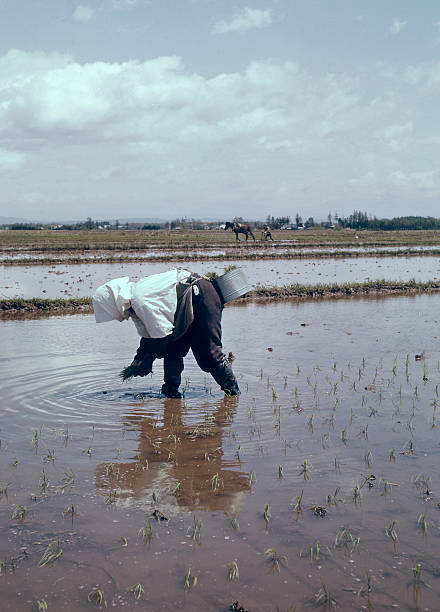 Japan rice. stock photo