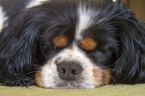 Male Cavalier King Charles Spaniel dog sleeping on the carpet