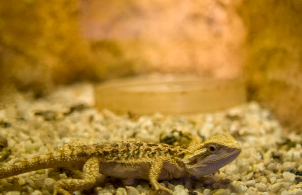 istock Young pogona, Bearded dragon close up 1027132768