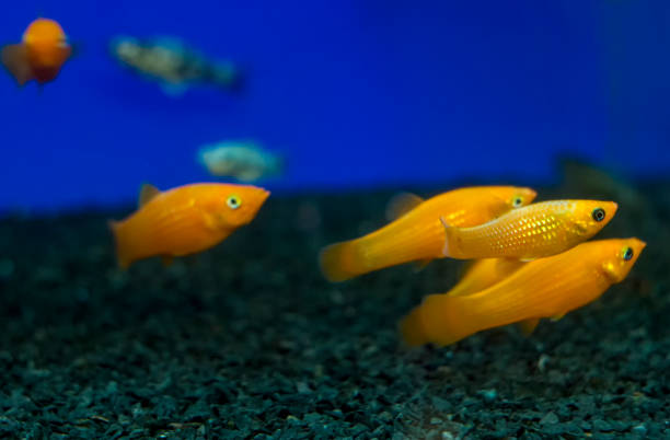 Gold, Yellow Molly Poecilia sphenops aquarium fishes Colorful Gold, Yellow Molly Poecilia sphenops aquarium fishes. Shallow dof. Poecilia sphenops is a species of fish, of the genus Poecilia, known under the common name molly. black molly fish stock pictures, royalty-free photos & images