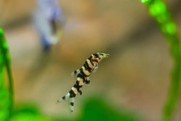 Botia fish with green, aquarium background