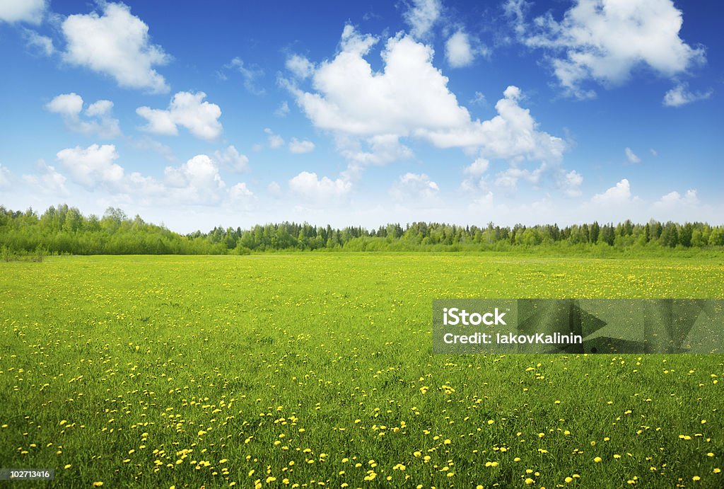 Campo di fiori primaverili e cielo perfetto - Foto stock royalty-free di Bianco