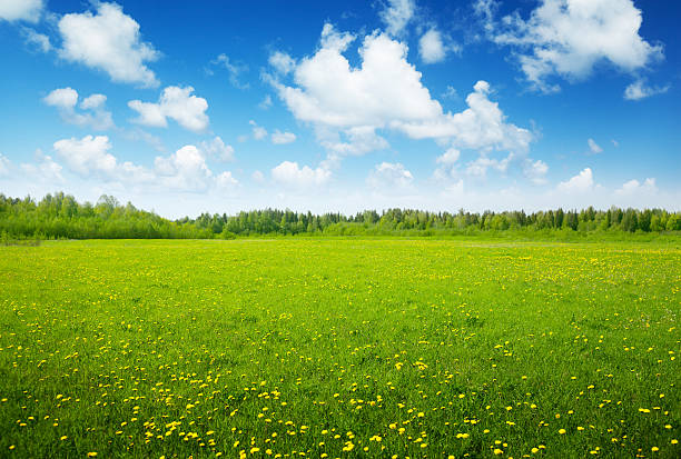 istock field of spring flowers and perfect sky 102713416