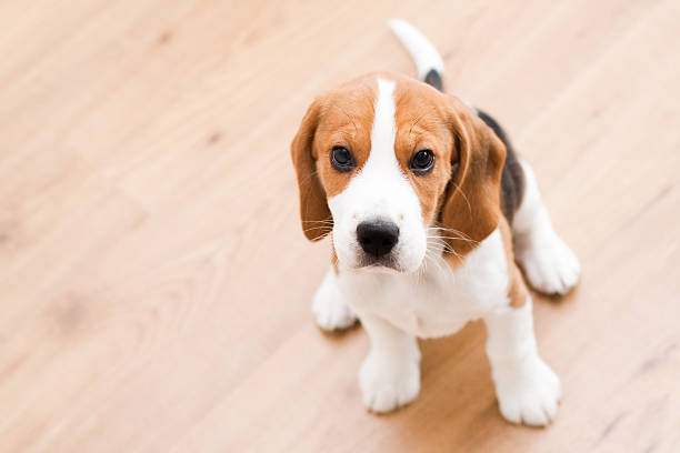 Sitting beagle puppy stock photo