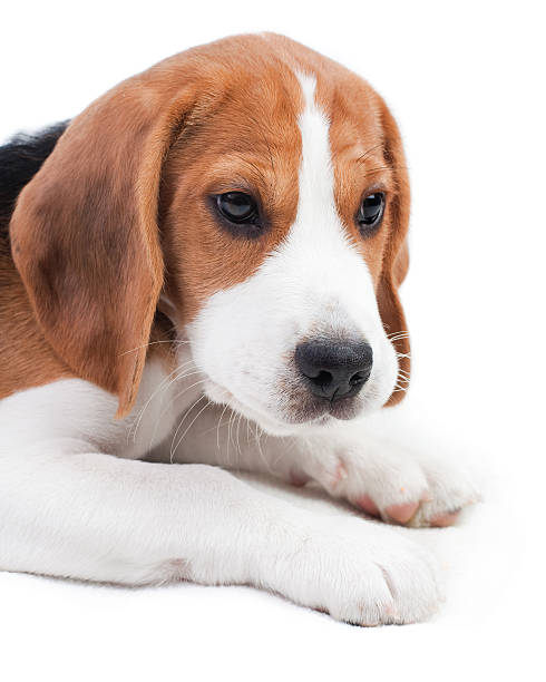 Cute beagle puppy stock photo