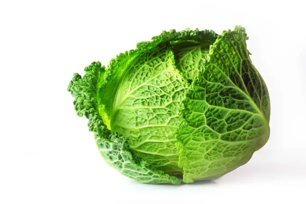 Savoy cabbage (Brassica oleracea L. convar, capitata var., Sabauda), isolated on white background. Slows the growth of malignant tumors. Add to your diet. Selective focus, copy space.