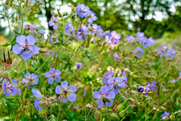 beautiful flower of meadow geranium. geranium pratense - geranium pratense imagens e fotografias de stock