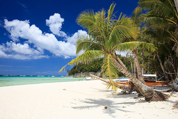 istock A tropical paradise beach with palm trees 102713724