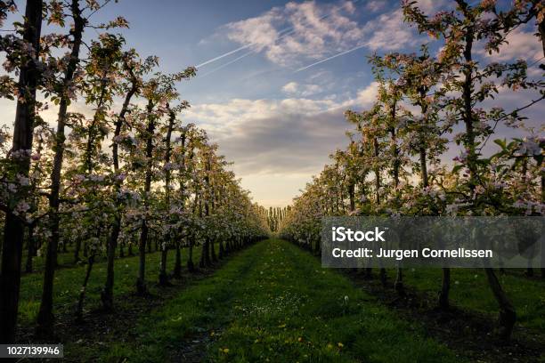 Apple Vineyard Stock Photo - Download Image Now - Apple Blossom, Belgium, Landscape - Scenery