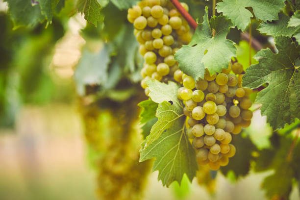 Grape vines close to harvest on a sunny day on the Mornington Peninsula in Victoria, Australia