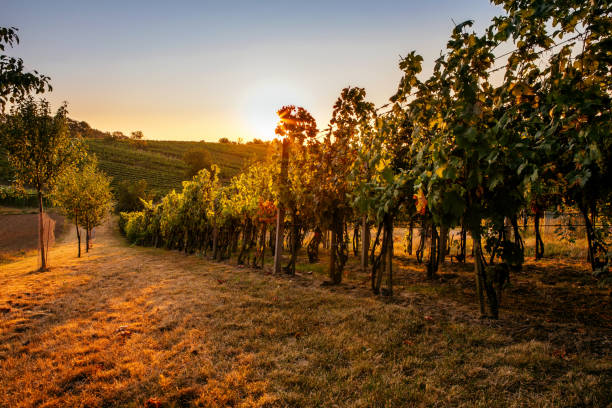 istock Vineyard with sunbeams at sunset on autumn 1027140938