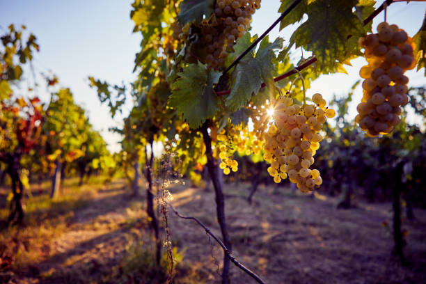 Yellow grapes on grapevine in the vineyard Yellow grapes on grapevine with sun rays in the vineyard chardonnay grape stock pictures, royalty-free photos & images