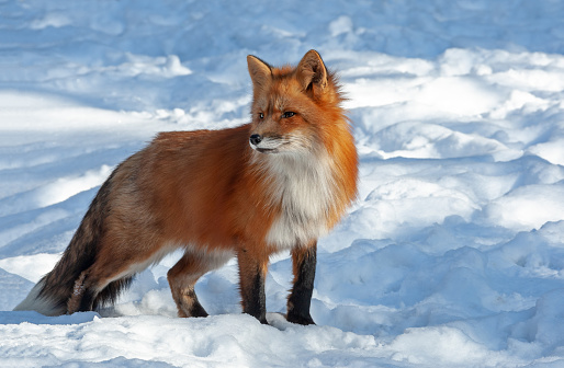Beautiful red fox (Vulpes vulpes) standing in deep snow with majestic pose. The red fox is the largest of the true foxes and one of the most widely distributed members of the order Carnivora.