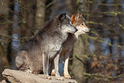 Two canadian timber wolves sitting on a rock in winter. The Canadian Timber Wolf is the largest subspecies of wolf, living and hunting in packs of up to 10 or 12 members in the wild. They are the most wide-ranging of carnivores and can take prey up to ten times their size because of their hunting techniques.