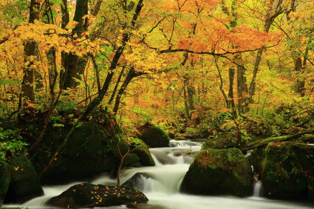 oirase flux de feuilles d’automne - parc national de towada hachimantai photos et images de collection