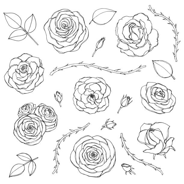 Hand drawn set of rose flowers with buds, leaves and thorny stems line art isolated on the white background. Floral collection of blossoms in sketchy style. Vector hand drawn set of rose flowers with buds, leaves and thorny stems line art isolated on the white background. Floral collection of blossoms in sketchy style. camellia stock illustrations