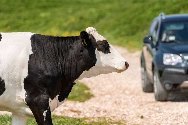 mucca in bianco e nero che sta attraversando una strada sterrata - bestiame bovino di friesian foto e immagini stock