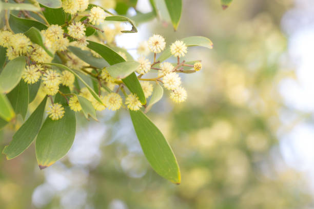 Close up of Golden Wattle blossom, the floral emblem of Austral