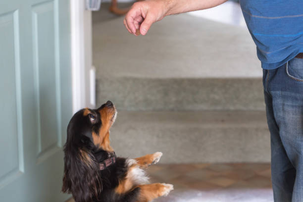 istock small dog standing and begging for a treat 1027152508