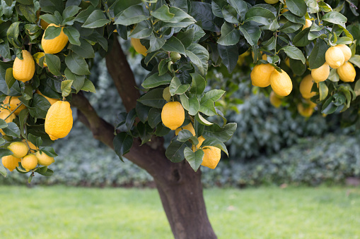 large lemon tree full of ripe healthy fruit