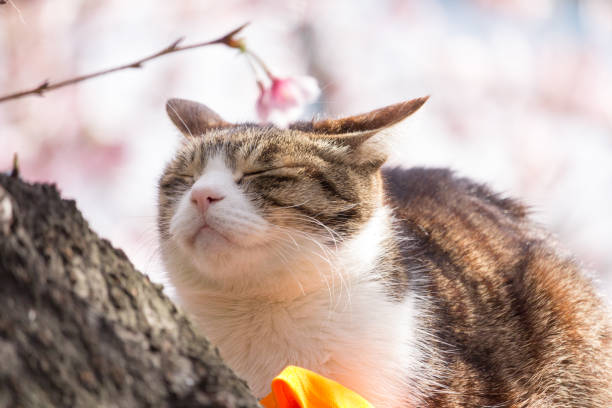 istock A cat sleeping on a cherry tree, at Ueno Park, Tokyo, Japan 1027153306