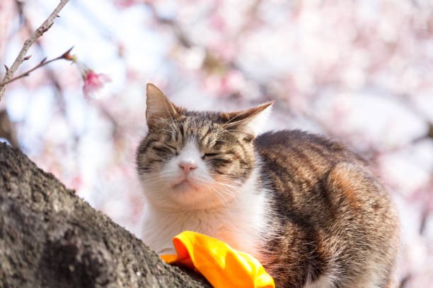 istock A cat sleeping on a cherry tree, at Ueno Park, Tokyo, Japan 1027153614