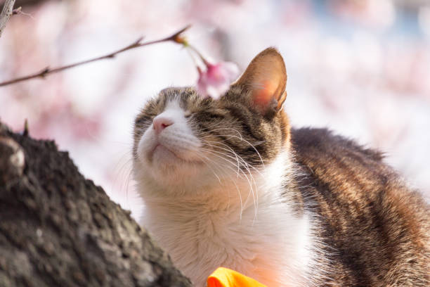 istock A cat sleeping on a cherry tree, at Ueno Park, Tokyo, Japan 1027153718