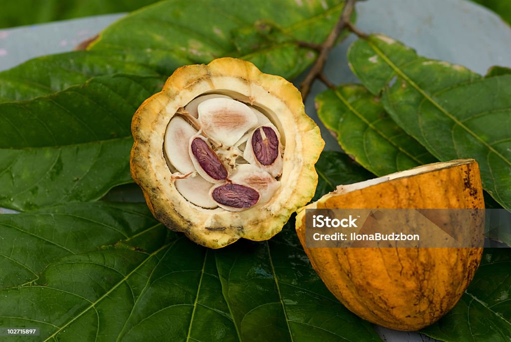 Fruto del Cacao - Foto de stock de Abierto libre de derechos