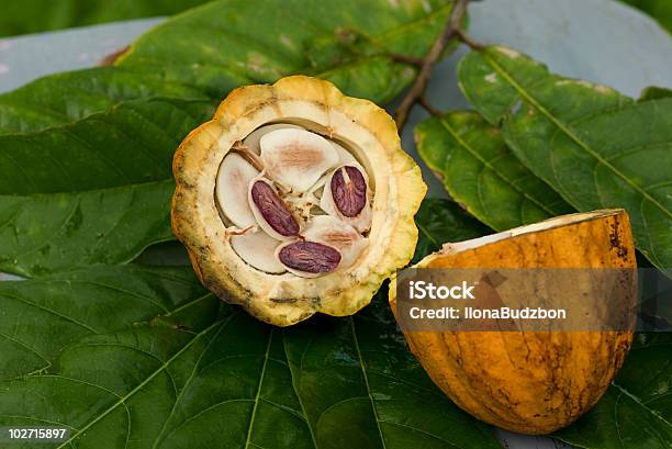 Fruto Del Cacao Foto de stock y más banco de imágenes de Abierto - Abierto, Alimento, Amarillo - Color