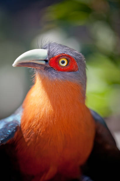 istock Orange breasted bird with a very bright eye. 1027162032