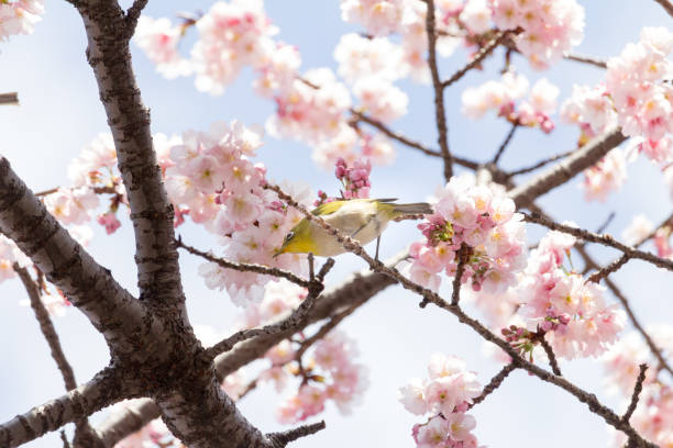 istock Cherry blossoms and mezzo at Ueno Park, Tokyo, Japan 1027165754