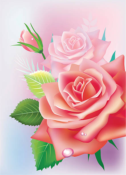 card with pink roses vector art illustration