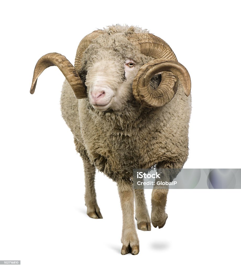 Vista frontal de Arles oveja merina, de - Foto de stock de Recortable libre de derechos
