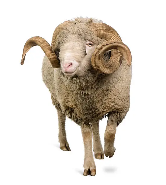 Arles Merino sheep, ram, 5 years old, walking in front of white background.