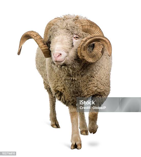 Vista Frontal De Arles Ovelha Merino De Pé - Fotografias de stock e mais imagens de Figura para recortar - Figura para recortar, Ovelha - Mamífero ungulado, Carneiro - Animal macho